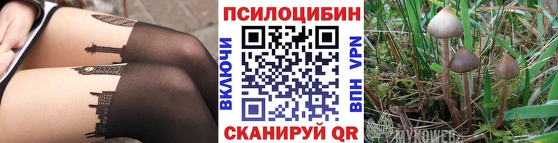 Купить где  Кузнецк  Галлюциногенные грибы Psilocybe 